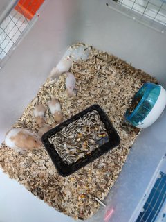 Golden Hamster - Syrian / Golden Hamster Hamster