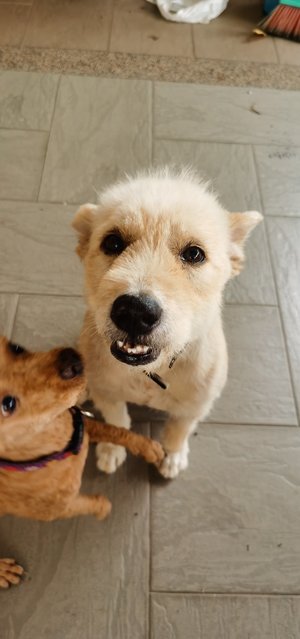 Boy And Girl - Poodle Mix Dog