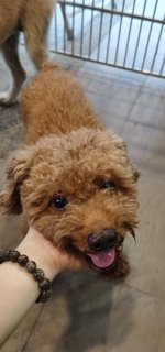 Boy And Girl - Poodle Mix Dog