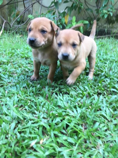  Polo &amp; Pixie  - Mixed Breed Dog