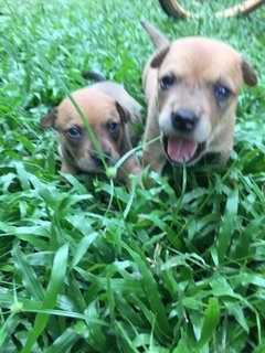  Polo &amp; Pixie  - Mixed Breed Dog