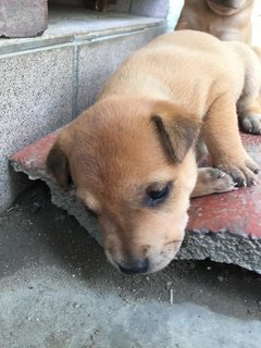  Polo &amp; Pixie  - Mixed Breed Dog