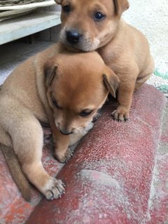  Polo &amp; Pixie  - Mixed Breed Dog