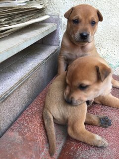  Polo &amp; Pixie  - Mixed Breed Dog