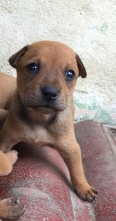 Peach  - Mixed Breed Dog