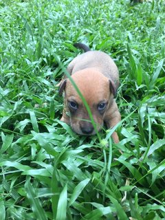 Peach  - Mixed Breed Dog