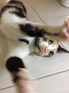 Mama Gin - Domestic Short Hair + Calico Cat