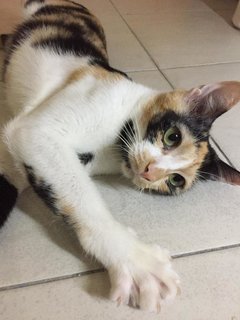 Mama Gin - Domestic Short Hair + Calico Cat