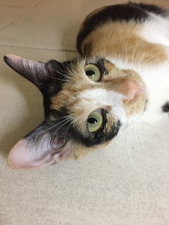 Mama Gin - Domestic Short Hair + Calico Cat