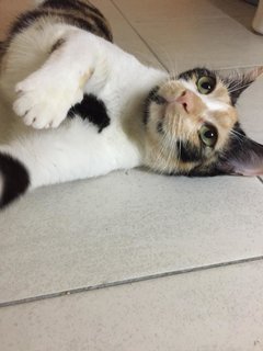 Mama Gin - Domestic Short Hair + Calico Cat