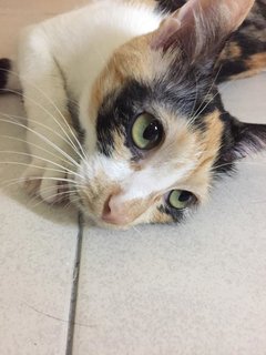 Mama Gin - Domestic Short Hair + Calico Cat