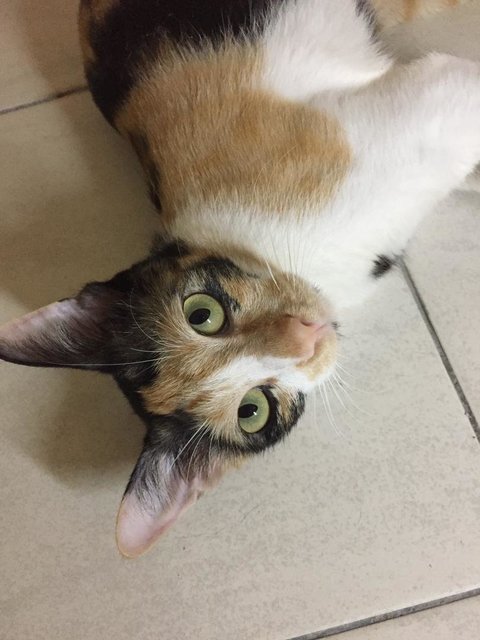 Mama Gin - Domestic Short Hair + Calico Cat