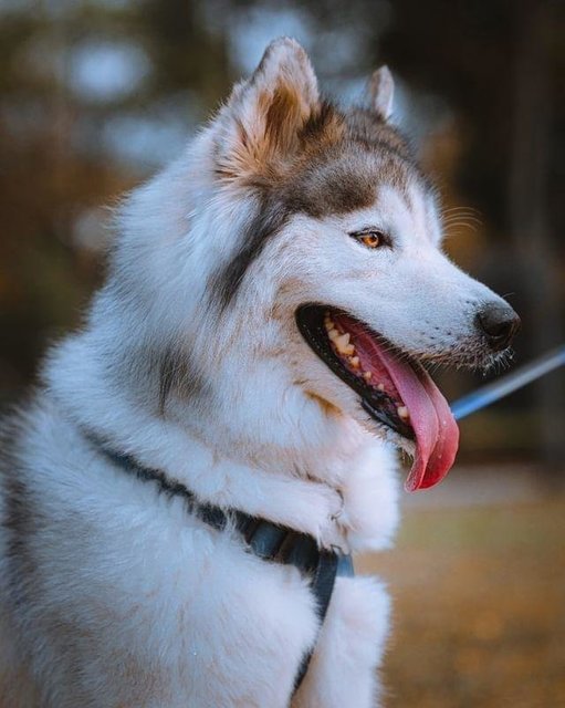 Pepper - Alaskan Malamute + Siberian Husky Dog