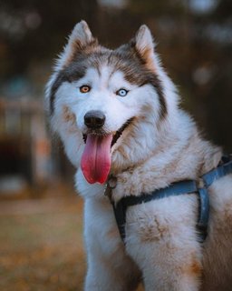 Pepper - Alaskan Malamute + Siberian Husky Dog