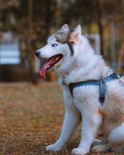 Pepper - Alaskan Malamute + Siberian Husky Dog