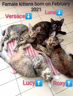 Versace, Luna, Lucy, Roxy（adopted)  - Domestic Short Hair Cat