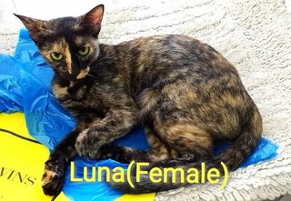 Versace, Luna, Lucy, Roxy（adopted)  - Domestic Short Hair Cat