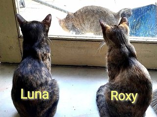 Versace, Luna, Lucy, Roxy（adopted)  - Domestic Short Hair Cat