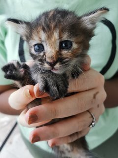 Nala, Simba, Cookie, Oreo - Domestic Medium Hair Cat