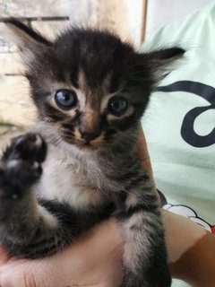 Nala, Simba, Cookie, Oreo - Domestic Medium Hair Cat