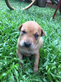 Polo - Mixed Breed Dog