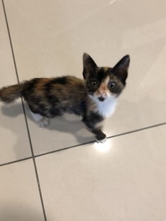 Kitten - Domestic Short Hair Cat