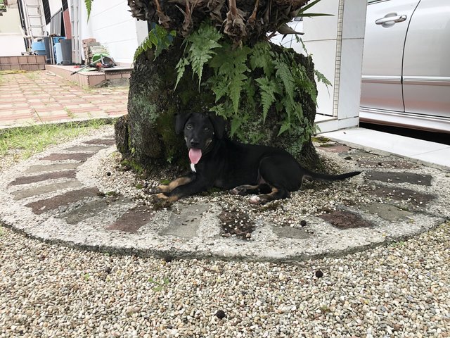 Tuxedo - Mixed Breed Dog