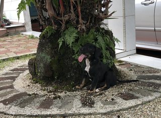 Tuxedo - Mixed Breed Dog