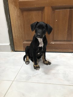 Tuxedo - Mixed Breed Dog