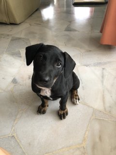 Tuxedo - Mixed Breed Dog