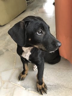 Tuxedo - Mixed Breed Dog