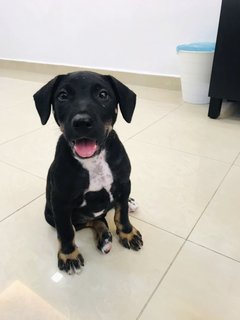 Tuxedo - Mixed Breed Dog