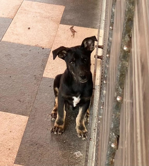 Shorty - Rat Terrier Mix Dog