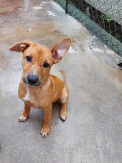 Roxy (Beige)/coco (Brown)  - Mixed Breed Dog