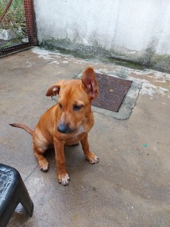 Roxy (Beige)/coco (Brown)  - Mixed Breed Dog