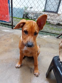 Roxy (Beige)/coco (Brown)  - Mixed Breed Dog