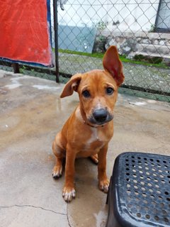 Roxy (Beige)/coco (Brown)  - Mixed Breed Dog