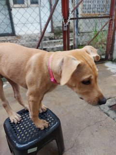 Roxy (Beige)/coco (Brown)  - Mixed Breed Dog