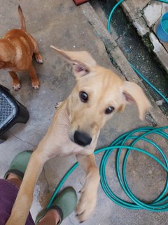 Roxy (Beige)/coco (Brown)  - Mixed Breed Dog