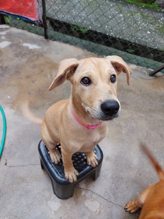 Roxy (Beige)/coco (Brown)  - Mixed Breed Dog