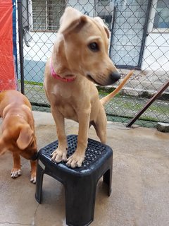 Roxy (Beige)/coco (Brown)  - Mixed Breed Dog