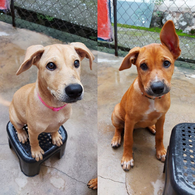 Roxy (Beige)/coco (Brown)  - Mixed Breed Dog