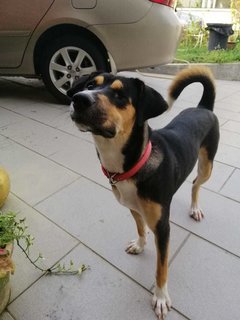 April Girl - Mixed Breed Dog