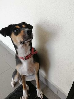 April Girl - Mixed Breed Dog