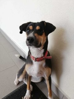 April Girl - Mixed Breed Dog