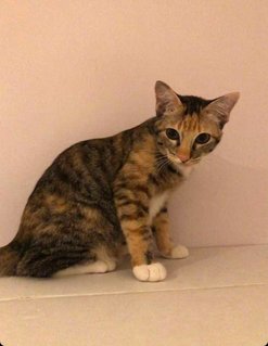 Naomi - Domestic Short Hair + Calico Cat