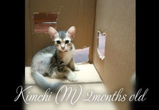 Kimchi - Domestic Short Hair Cat