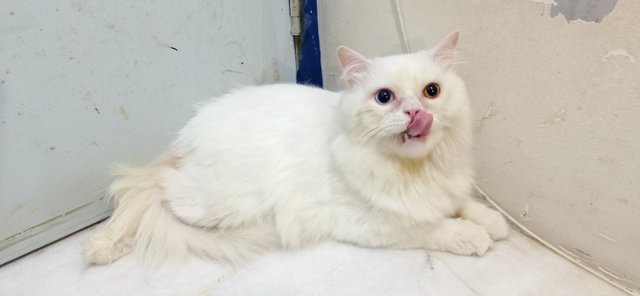 Mongkok - Persian + Turkish Van Cat