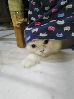 Mongkok - Persian + Turkish Van Cat