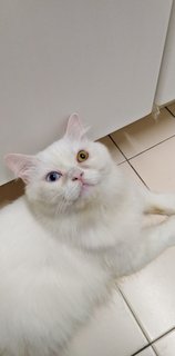 Mongkok - Persian + Turkish Van Cat